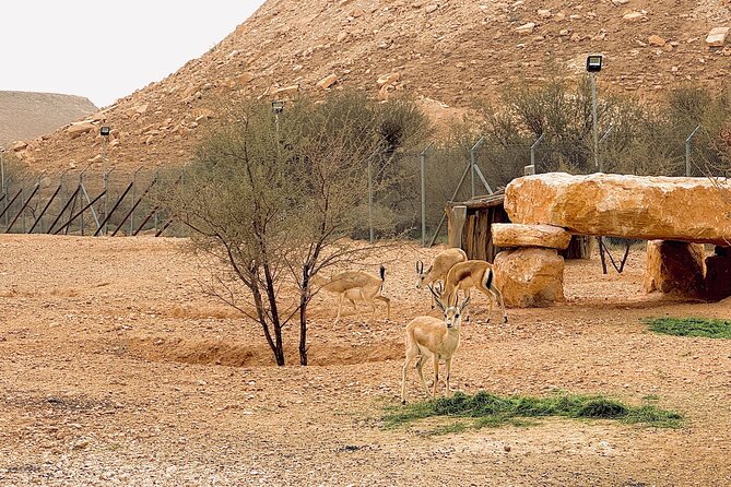 Edge of The World & Deer Reserve Off-road 4x4 Car Tour in Riyadh - Edge of The World plus the gazelle reserve, in one smooth half-day