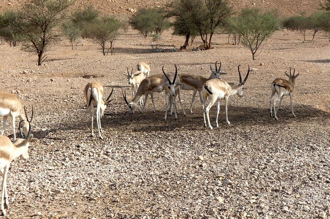 Edge of The World & Deer Reserve Off-road 4x4 Car Tour in Riyadh - The guides and drivers: service that affects the whole experience