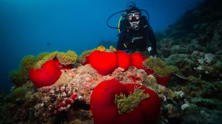 From Jeddah: Boat Trip and Diving for Certified Divers - Key things I’d pay attention to before you go