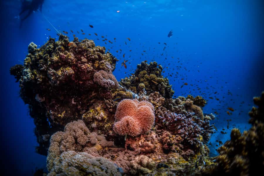 From Jeddah: Boat Trip and Diving for Certified Divers - Jeddah’s boat route: why this format works so well