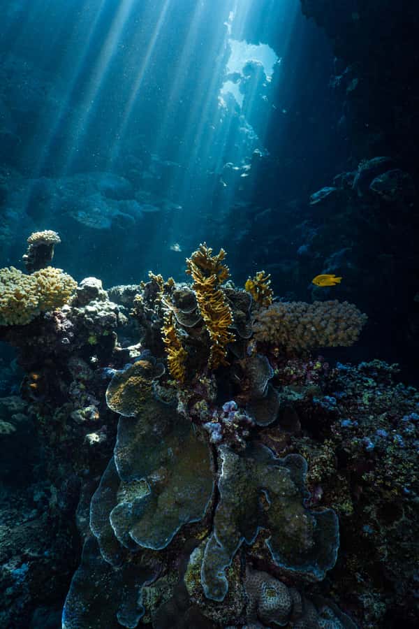 From Jeddah: Boat Trip and Diving for Certified Divers - The yacht legs: what happens before each underwater session