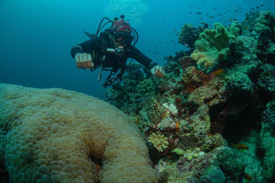From Jeddah: Boat Trip and Diving for Certified Divers - Price and value for $93: what you’re really paying for