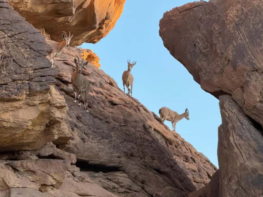 Hegra Tour: AlUla’s No.1 Haven For Nature, Wildlife Lovers - Practical Tips for a Better Safari Experience