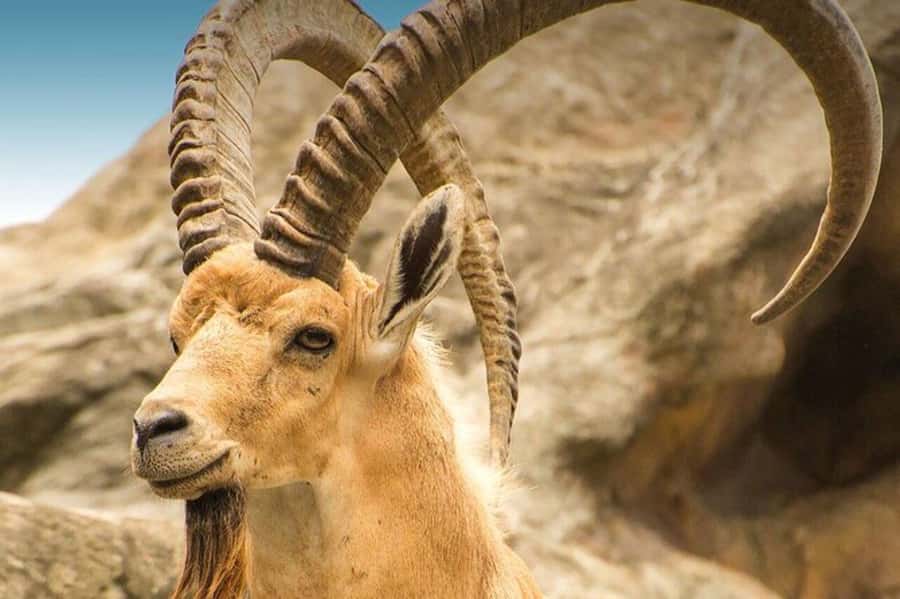 Hegra Tour: AlUla’s No.1 Haven For Nature, Wildlife Lovers - Getting Around in an Open-Top 4x4