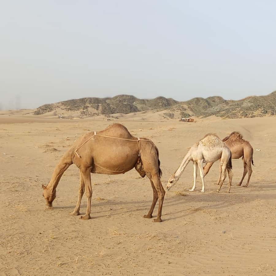 Jeddah Desert Safari: Quad Biking, Camel Farm & Sunset Views - Sunset or Sunrise Views: Your Photo Stop That Actually Matters