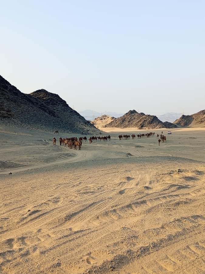 Jeddah Desert Safari: Quad Biking, Camel Farm & Sunset Views - Who This Tour Fits Best