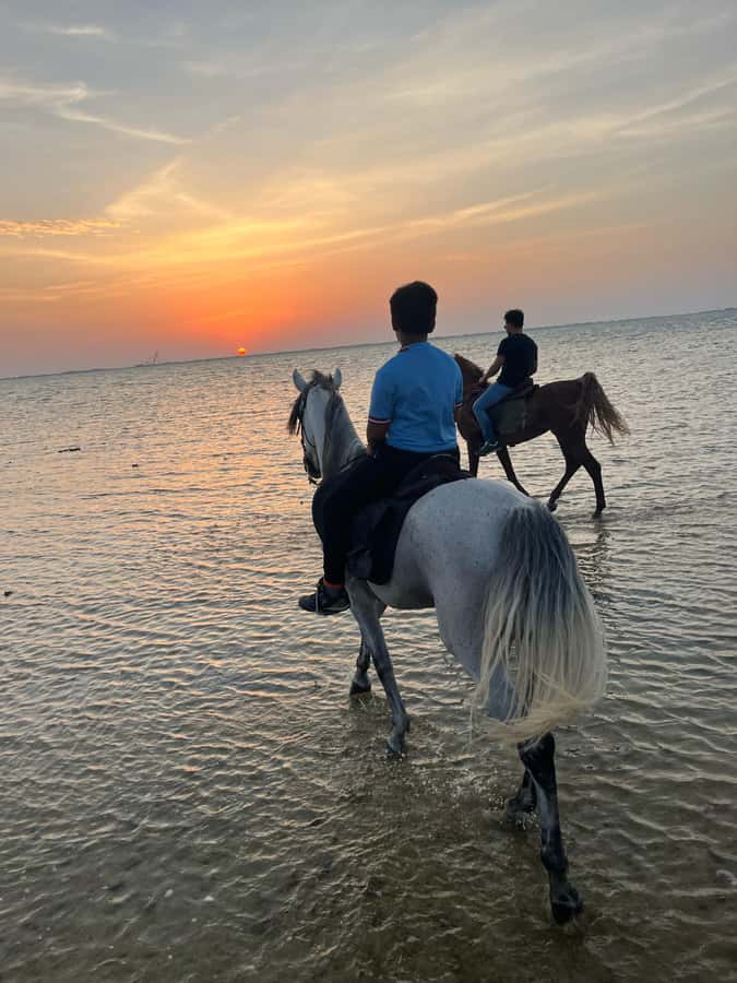 Jeddah: Guided Horseback Ride - Who This Is For (and Who Should Skip It)