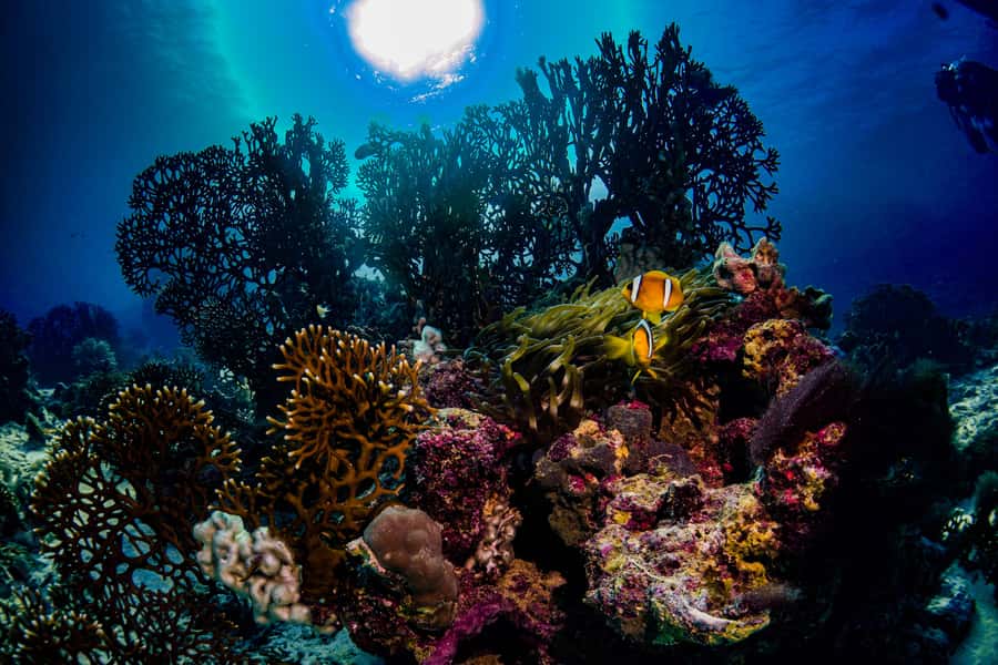 Jeddah: Guided Snorkeling Trip with Snacks and Drinks - Reef Stops and Marine Life: What You Can Expect to See