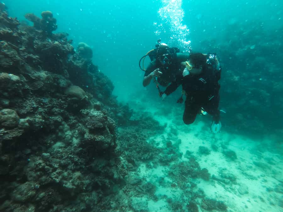 Jeddah: Red sea shore diving (Discovery) - Key highlights that make this Jeddah Red Sea session worth your time