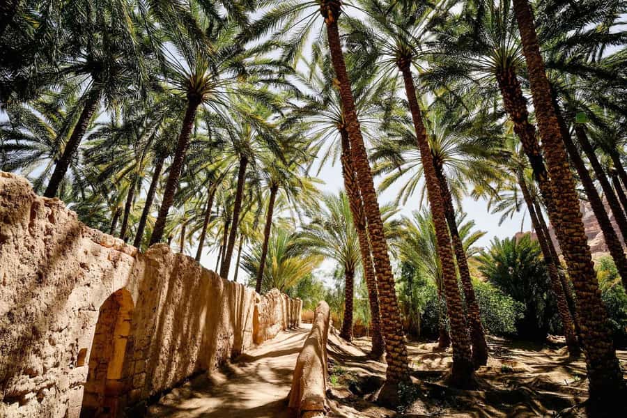 Oasis Adventure in Alula - Key highlights to focus on