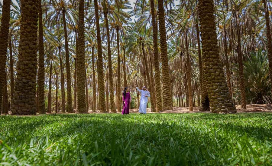 Oasis Adventure in Alula - The 3km trail: date-palm shade, sunny clearings, and what you will see