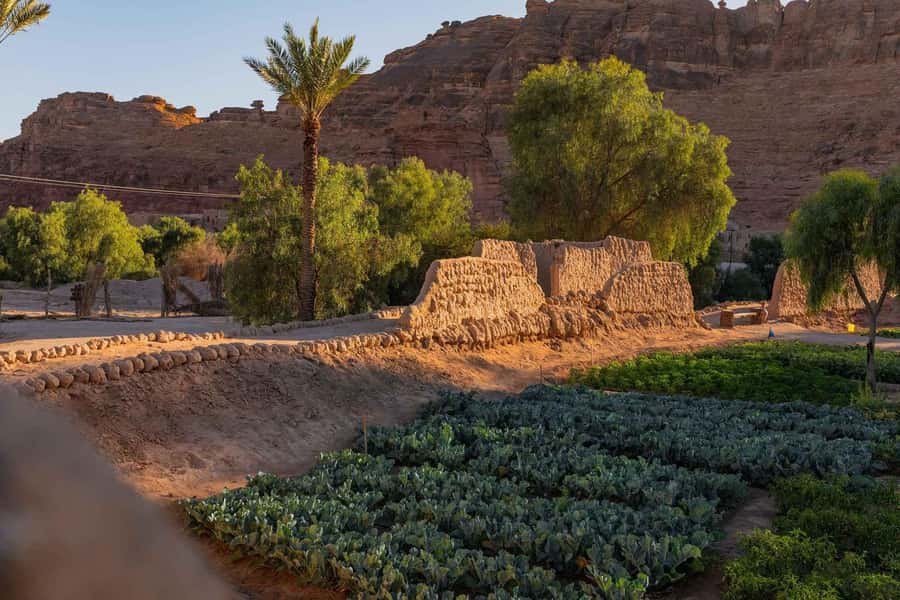 Oasis Adventure in Alula - Who this tour suits best