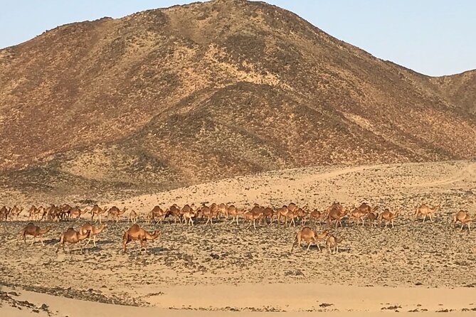 Private Morning Desert Safari with Quad Bike Tours Jeddah - Price and value: is $249 per person fair for this mix?