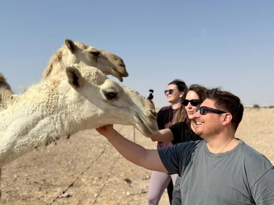 Riyadh: Edge Of The World, camels &Stargazing with 4x4 - Camel farm and Arabian gazals park stops that add real texture