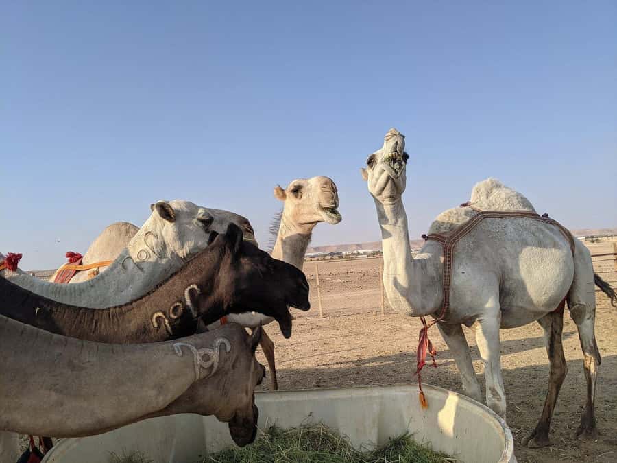 Riyadh: Edge of the World Private Guided Tour with dinner - From Dunkin to the Najd Plateau: Smooth Pickup, Clear Meeting Point