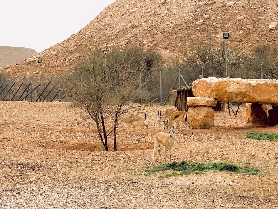 Riyadh Sunset Edge of the World & Deer Reserve 4WD Adventure - Comfort and practical tips you should not skip