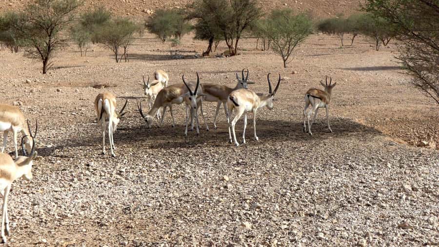 Riyadh Sunset Edge of the World & Deer Reserve 4WD Adventure - The gazelle sanctuary stop, quick but meaningful