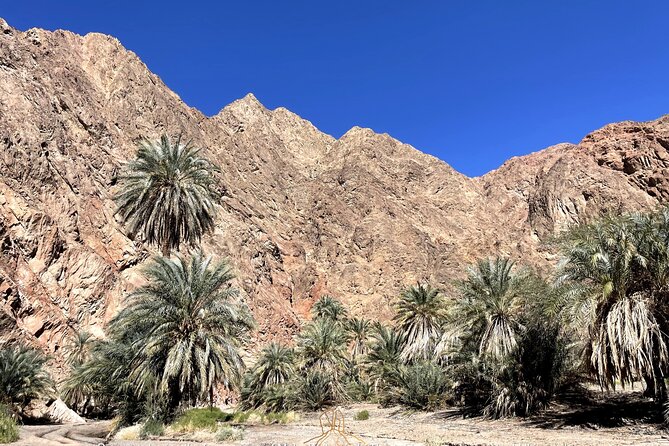 Walk In Moses' Footsteps - Tour between Tabuk and The Red Sea - From Tabuk Morning Pickup to Red Sea Views